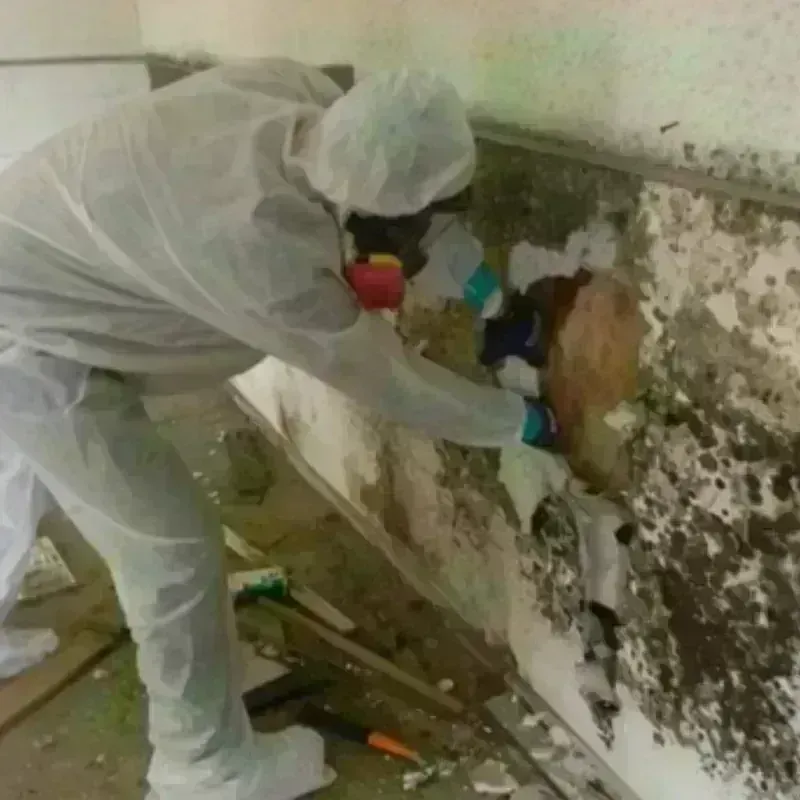 Mold Remediation and Removal in Millbrae, CA